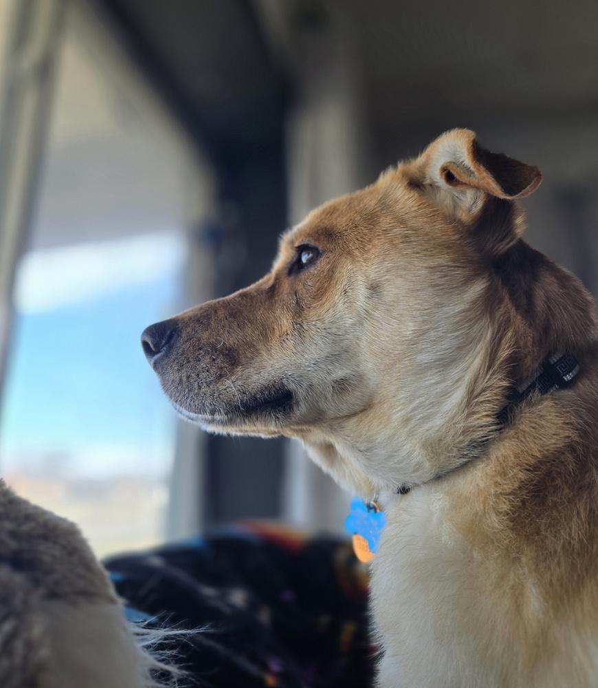 Enlarge Craig from Accounting, a Adoptable mixed breed in Columbus, OH image 4/6