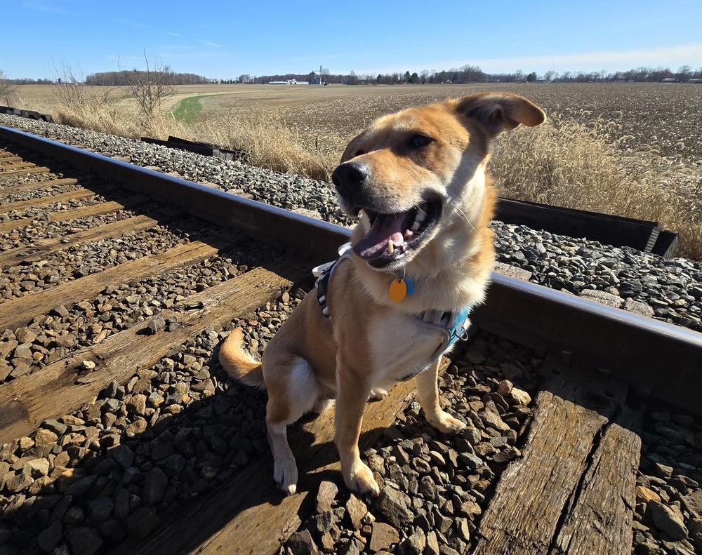 Enlarge Craig from Accounting, a Adoptable mixed breed in Columbus, OH image 5/6
