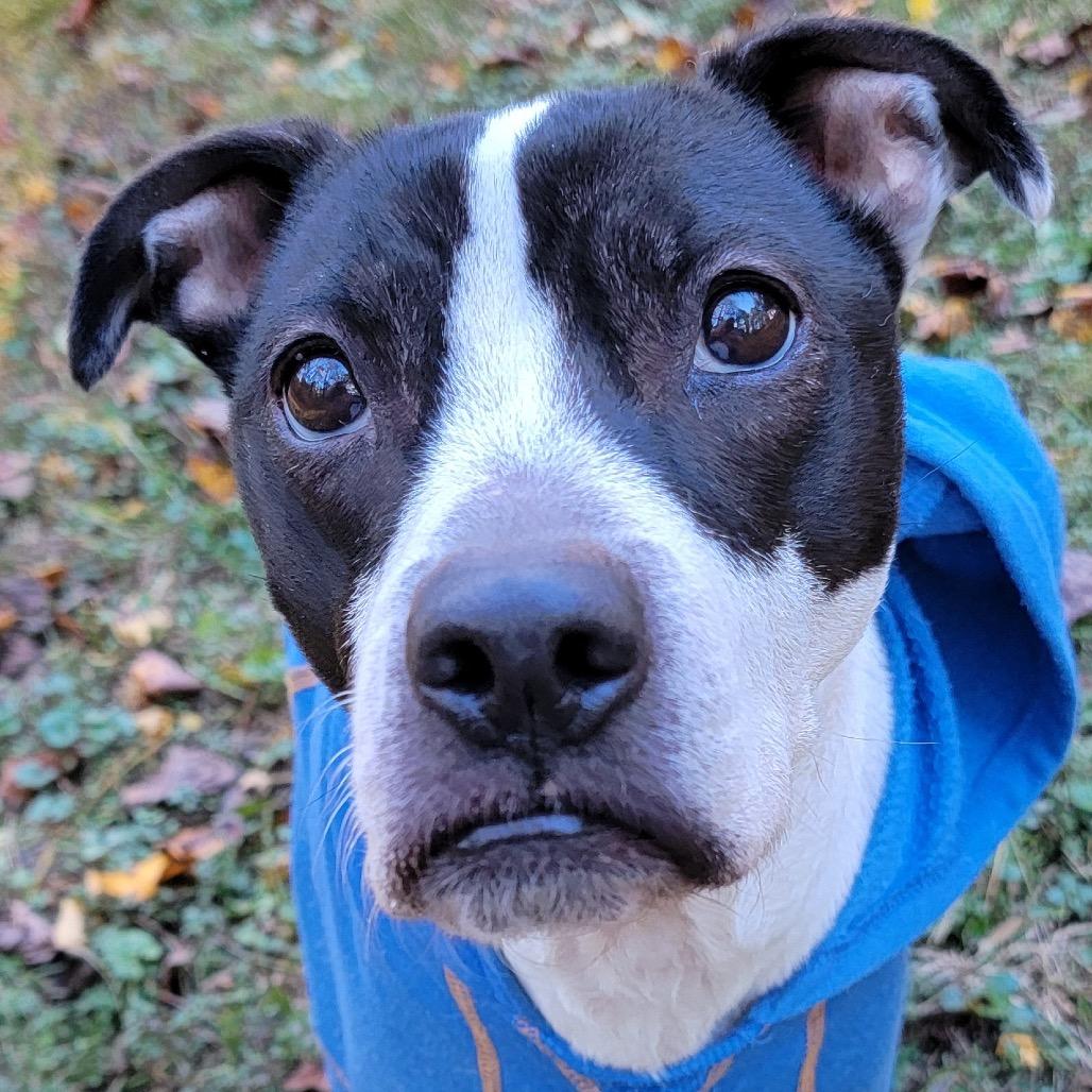 Sailor Mars (I Have a Secret Crush!), Adoptable, Senior Female Mixed Breed.