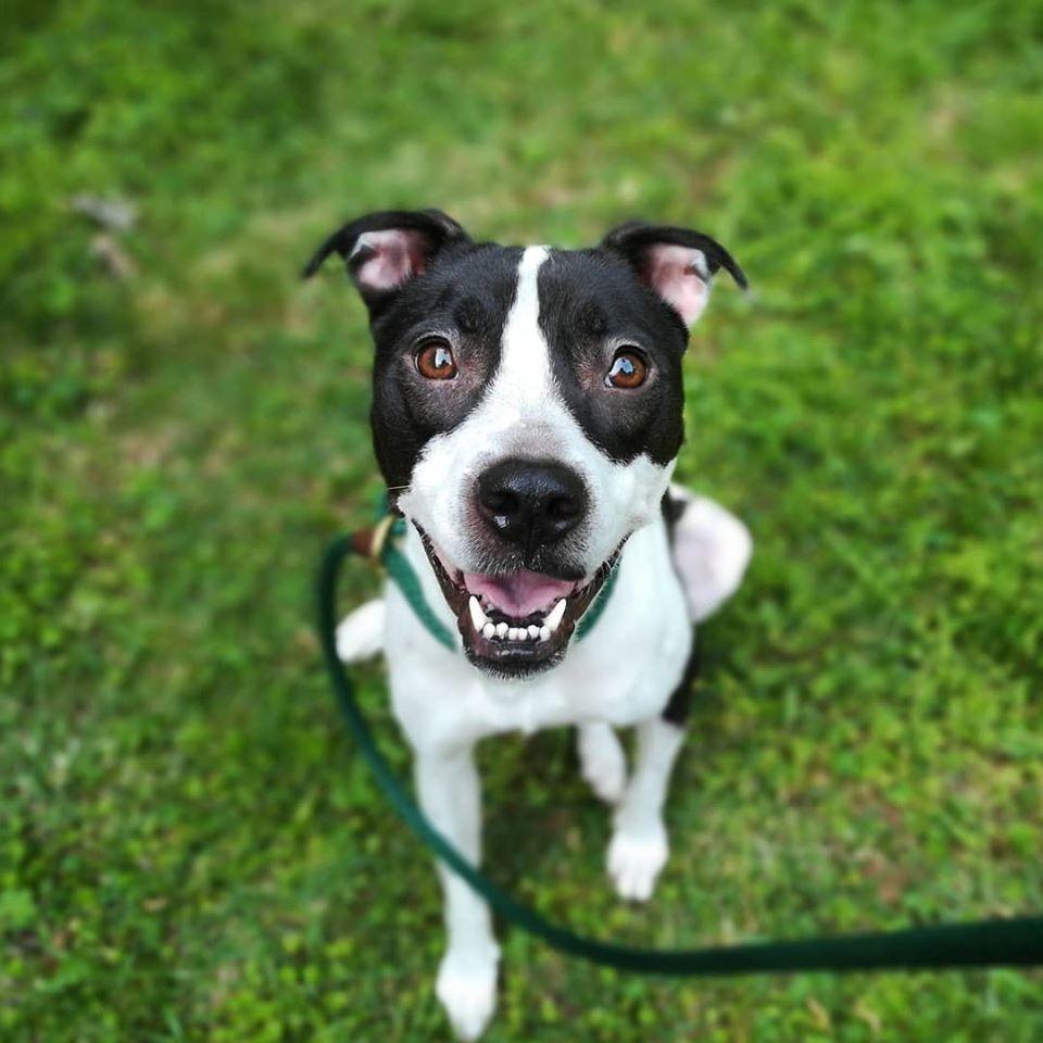 Enlarge Sailor Mars (I Have a Secret Crush!), a Adoptable mixed breed in Decatur, GA image 2/6