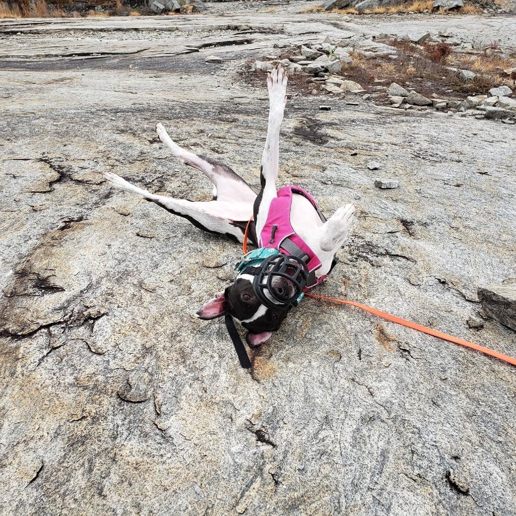 Enlarge Sailor Mars (I Have a Secret Crush!), a Adoptable mixed breed in Decatur, GA image 3/6