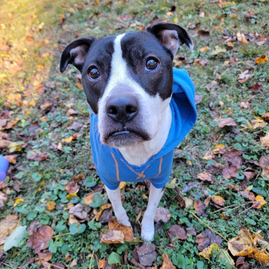 Enlarge Sailor Mars (I Have a Secret Crush!), a Adoptable mixed breed in Decatur, GA image 2/3