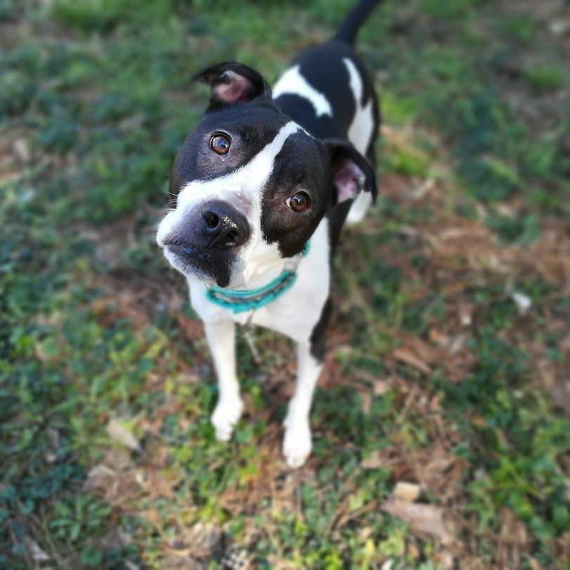 Enlarge Sailor Mars (I Have a Secret Crush!), a Adoptable mixed breed in Decatur, GA image 5/6