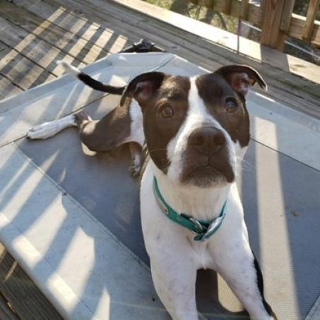 Enlarge Sailor Mars (I Have a Secret Crush!), a Adoptable mixed breed in Decatur, GA image 2/3