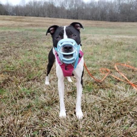 Enlarge Sailor Mars (I Have a Secret Crush!), a Adoptable mixed breed in Decatur, GA image 3/3