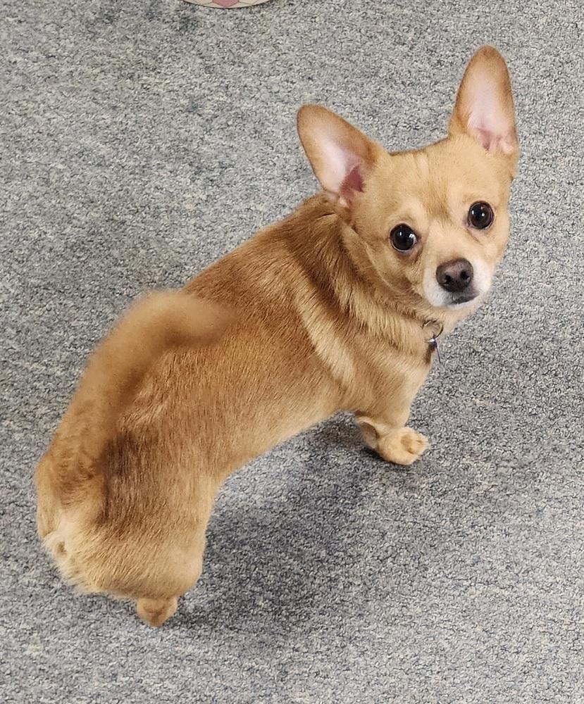 Peanut, Adoptable, Adult Male Chihuahua & Pomeranian.