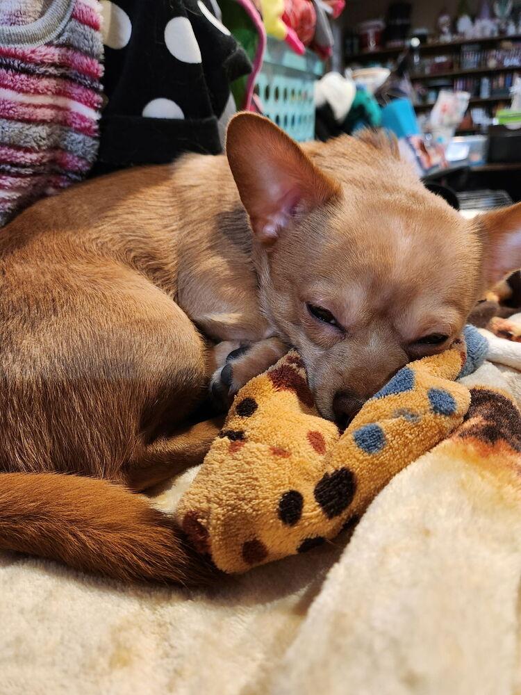 Enlarge Peanut, a Adoptable mixed breed in Anoka, MN image 3/3