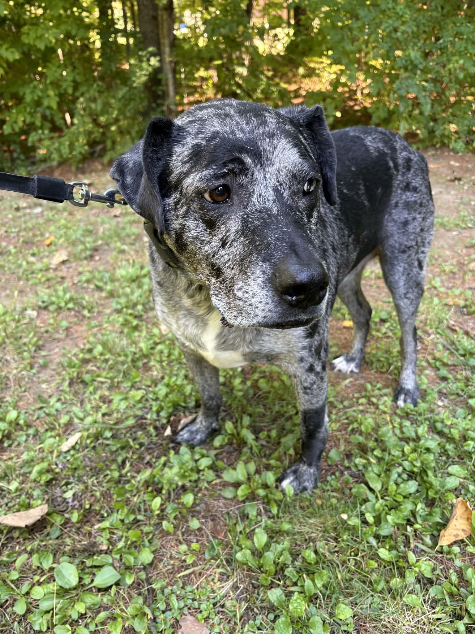 Enlarge Finn- ME, a Adoptable mixed breed in Warren, ME image 1/6