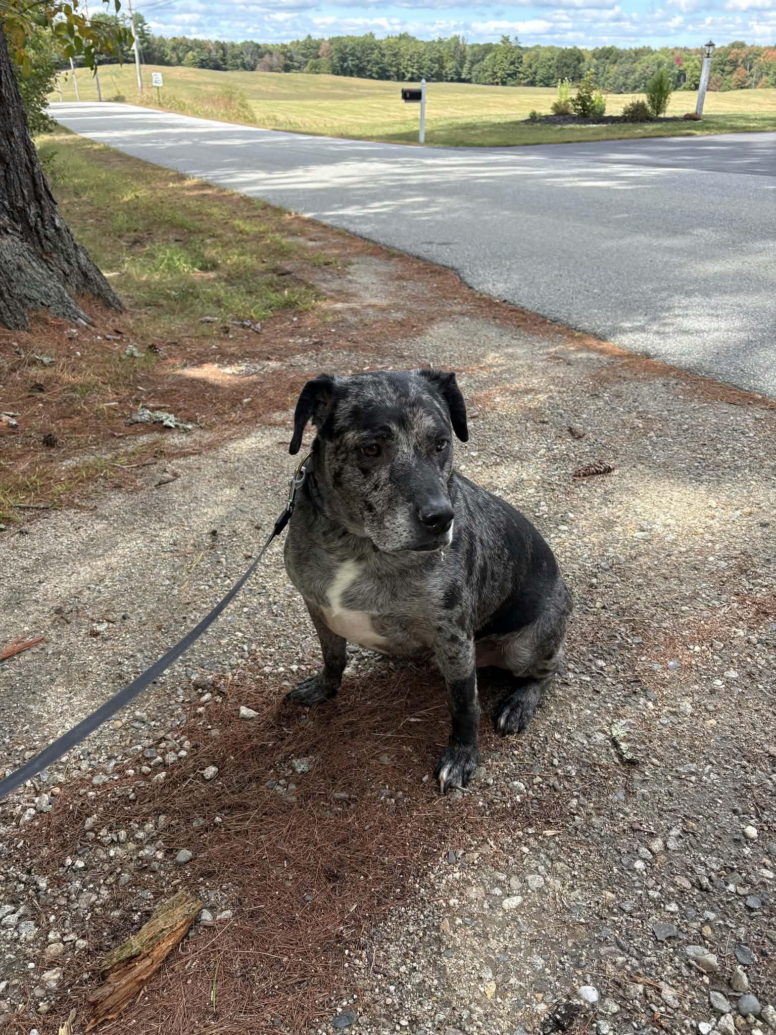 Enlarge Finn- ME, a Adoptable mixed breed in Warren, ME image 3/6