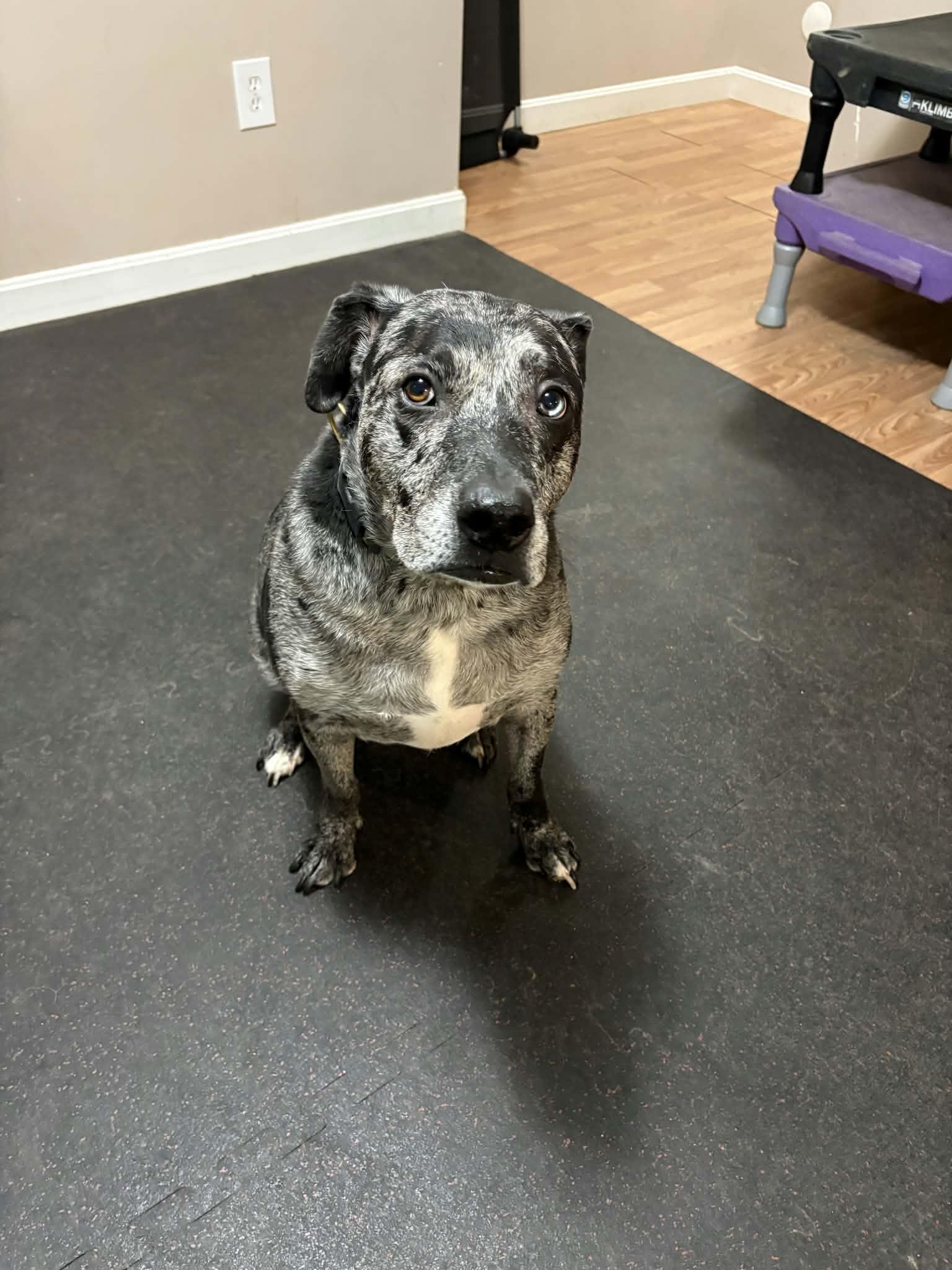 Enlarge Finn- ME, a Adoptable mixed breed in Warren, ME image 4/6