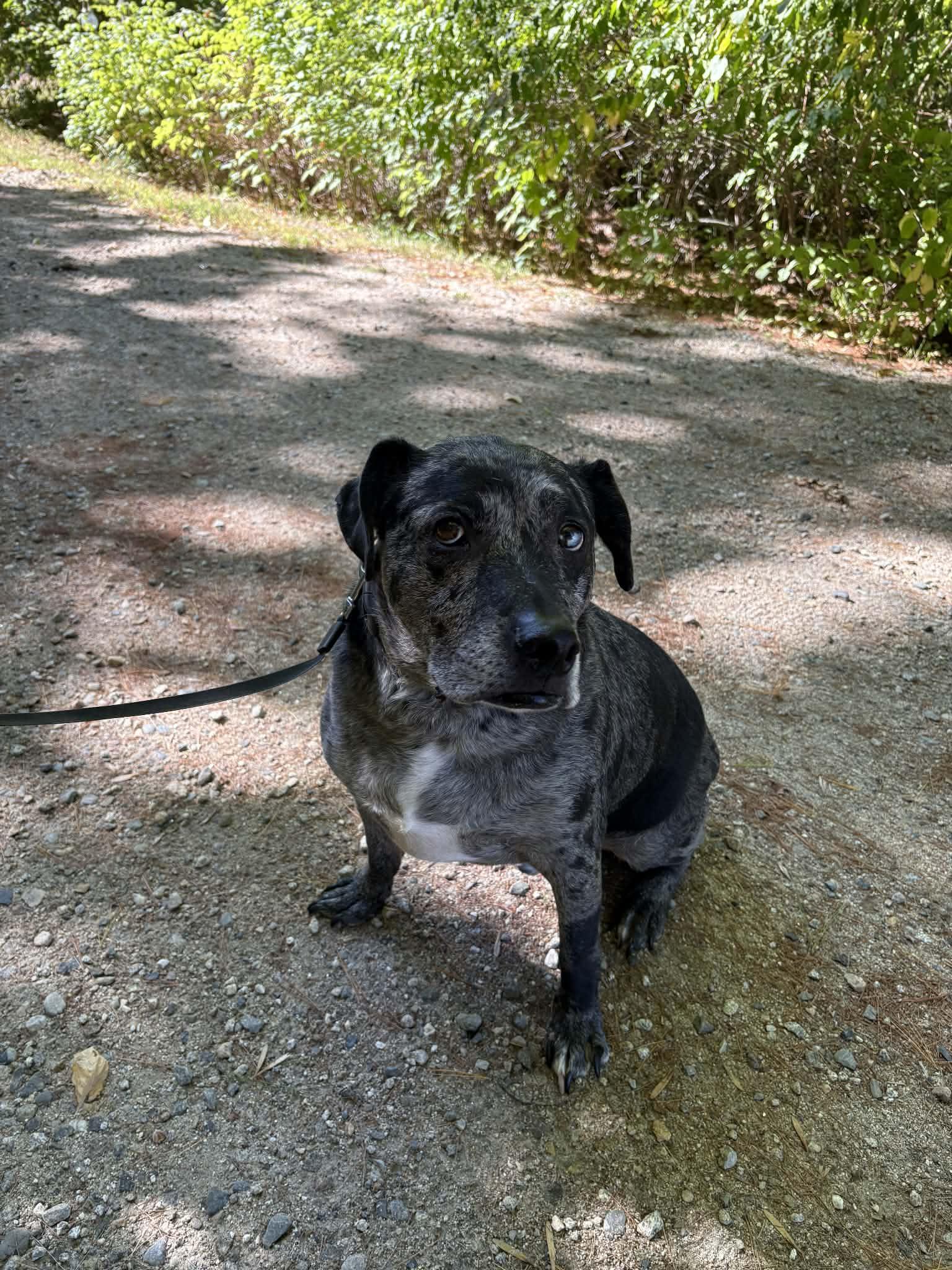 Enlarge Finn- ME, a Adoptable mixed breed in Warren, ME image 6/6