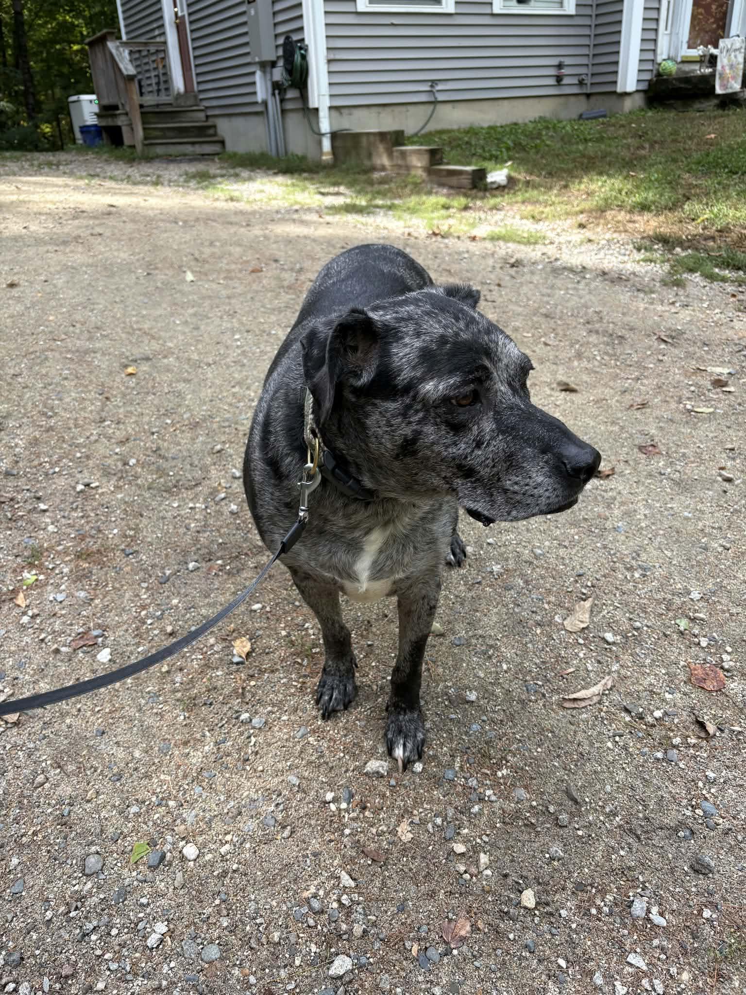 Enlarge Finn- ME, a Adoptable mixed breed in Warren, ME image 2/6