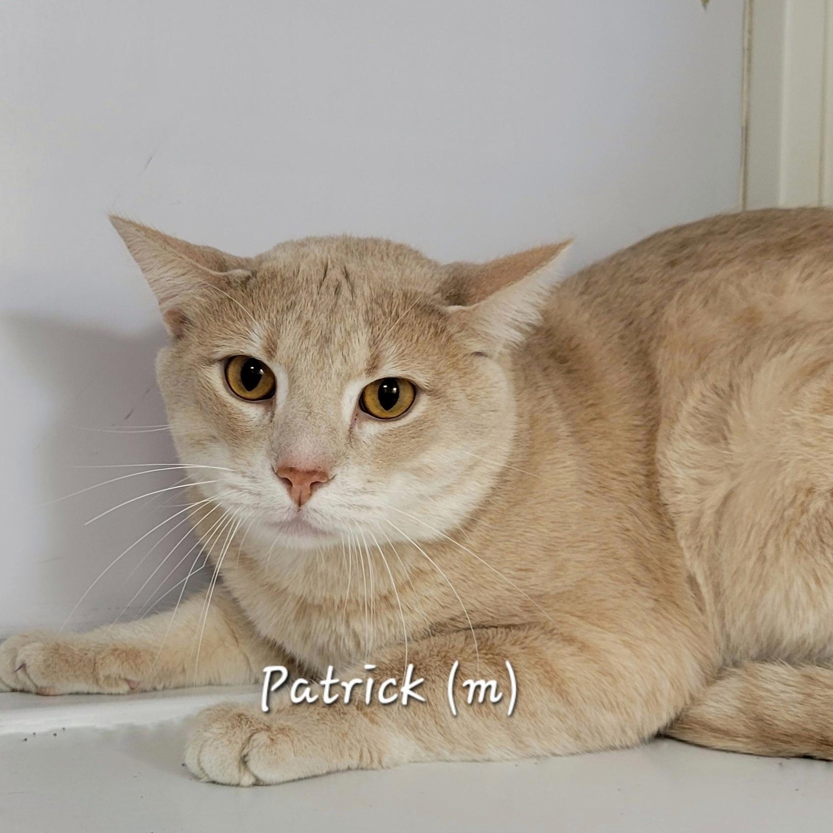 Enlarge Patrick, a Adoptable Domestic Short Hair in Mazon, IL image 1/1