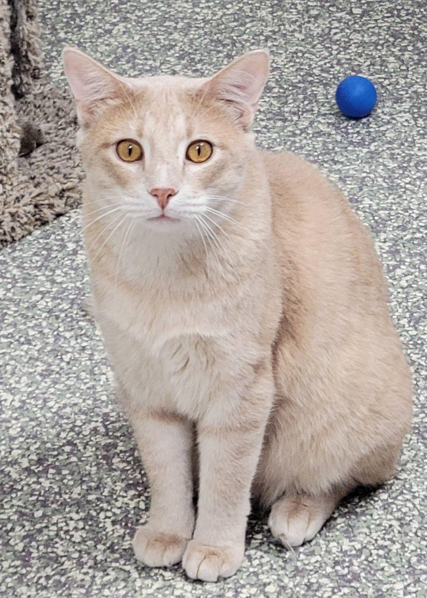 Patrick, Adoptable, Young Male Domestic Short Hair.