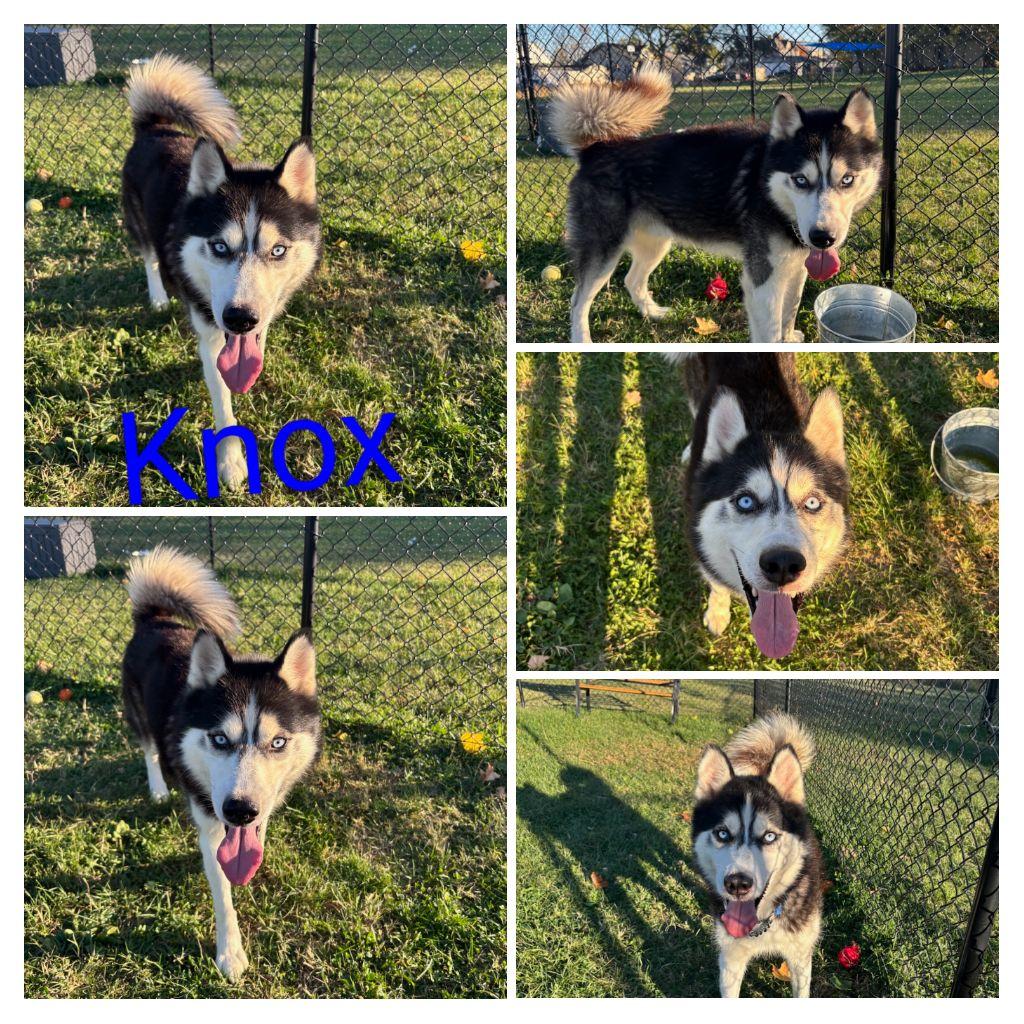 Knox, ADOPTABLE, Young Male Siberian Husky.