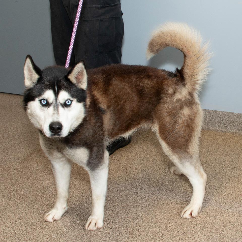 Enlarge Kita, a Adoptable Husky in Troy, OH image 1/3