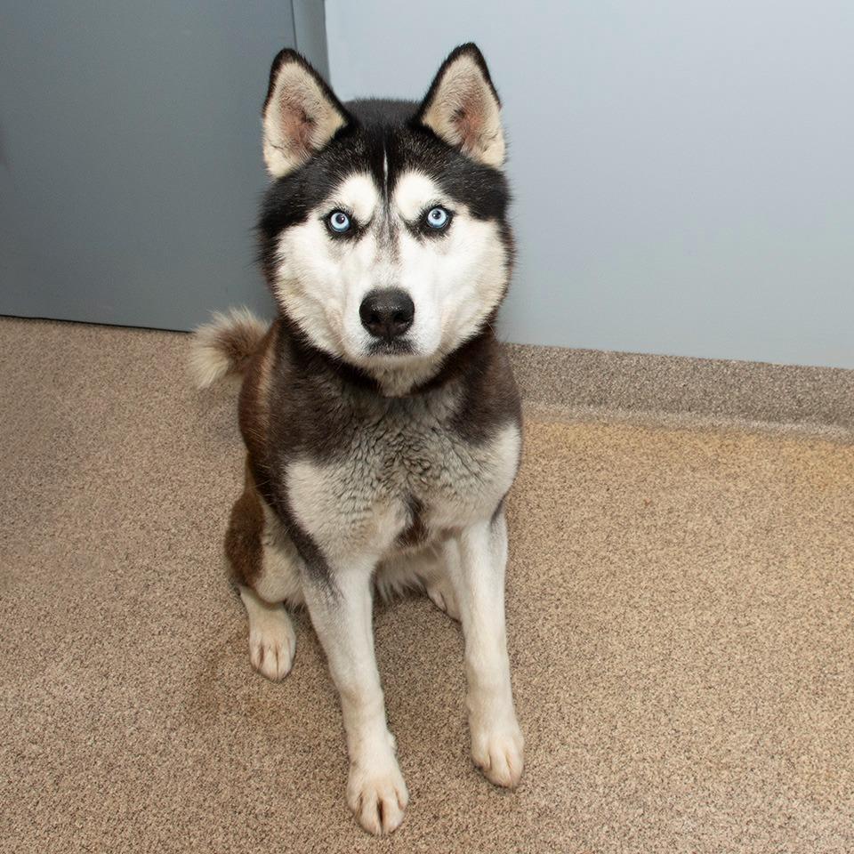 Enlarge Kita, a Adoptable Husky in Troy, OH image 2/3