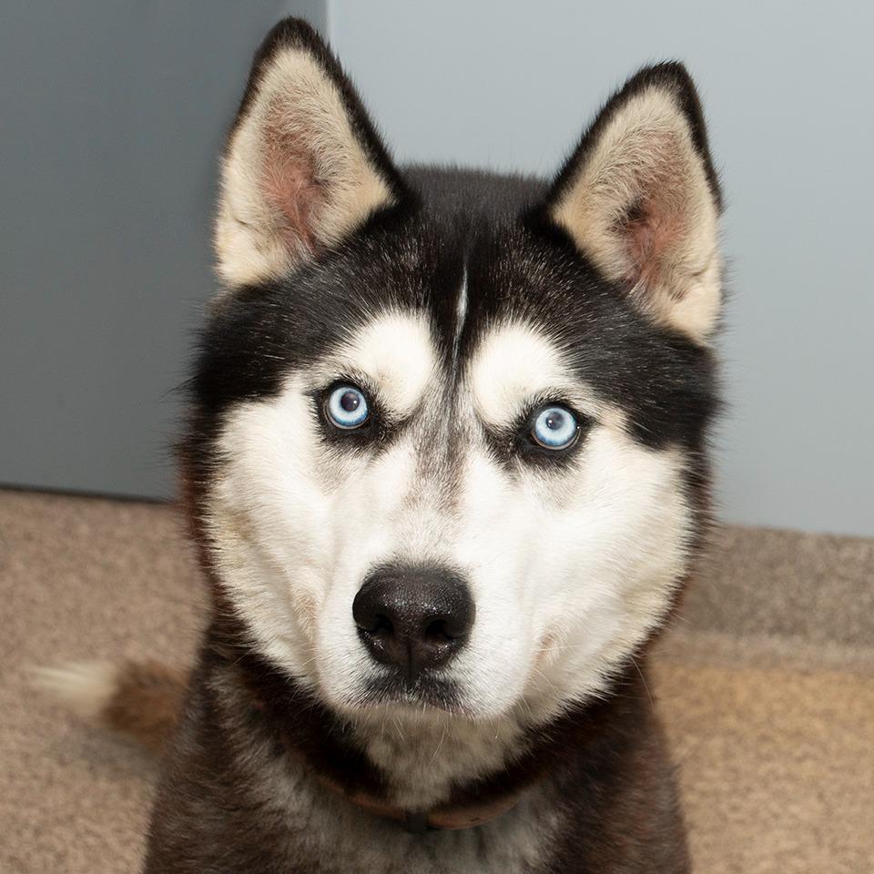 Enlarge Kita, a Adoptable Husky in Troy, OH image 3/3