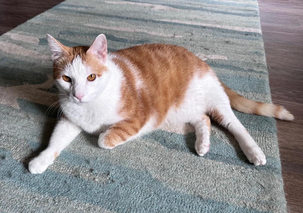 Tigger, Adoptable, Adult Male Domestic Short Hair.