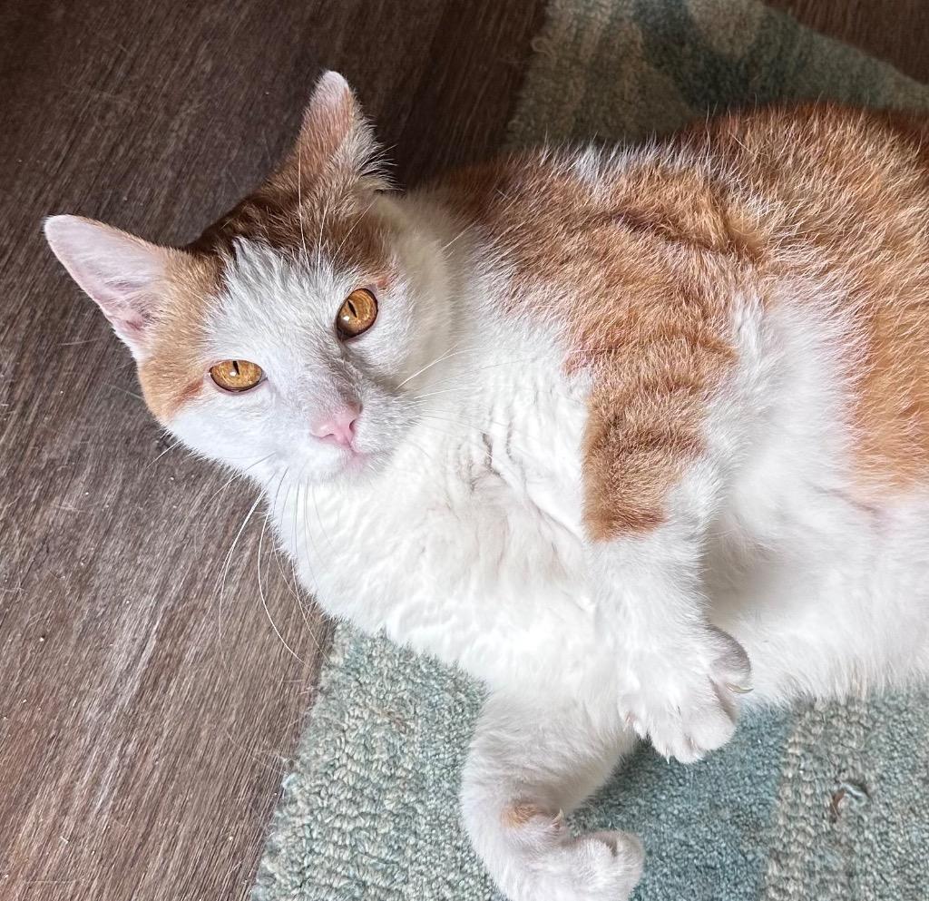 Enlarge Tigger, a Adoptable mixed breed in Hardeeville, SC image 2/3