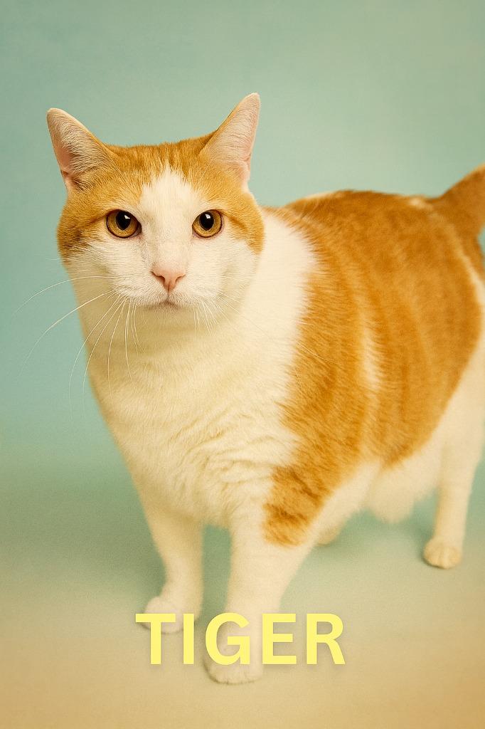 Tigger, a Adoptable mixed breed in Hardeeville, SC image 3/3