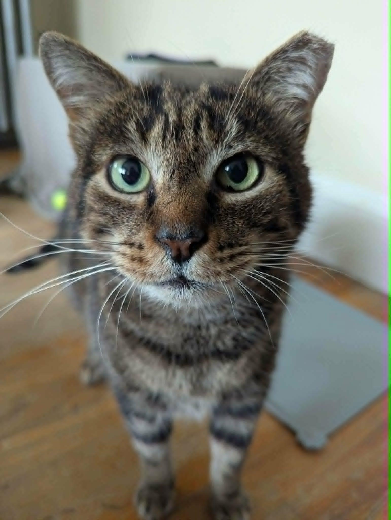 Enlarge Pistachio, a ADOPTABLE Domestic Short Hair in Roslindale, MA image 4/4