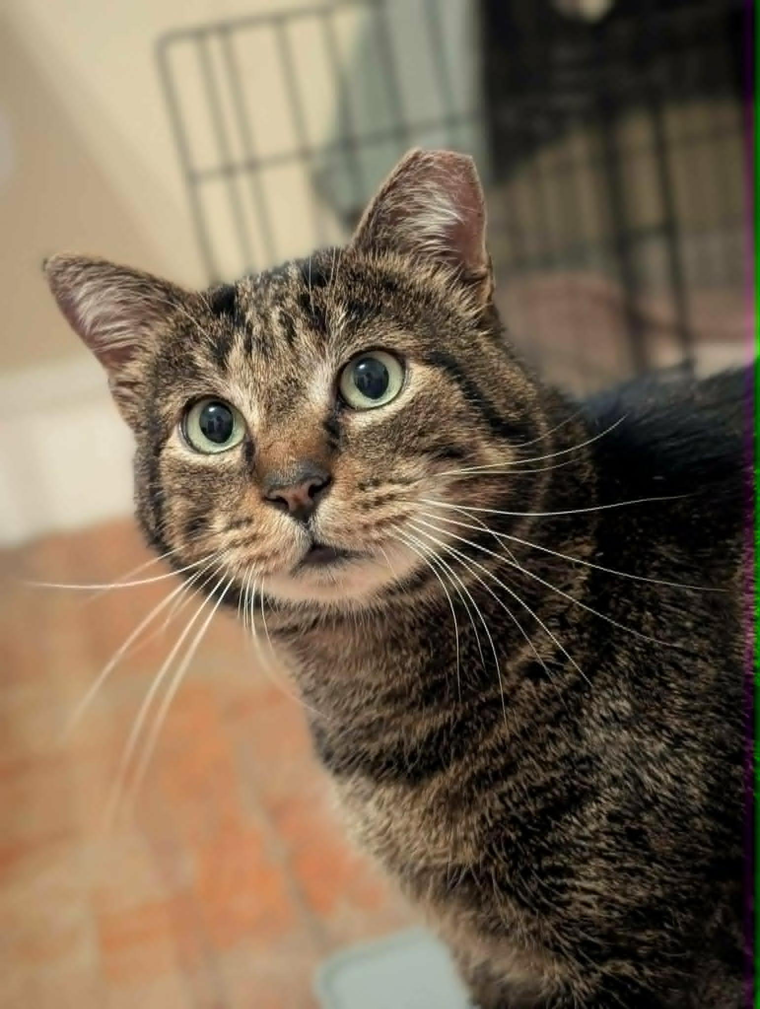 Enlarge Pistachio, a ADOPTABLE Domestic Short Hair in Roslindale, MA image 2/4
