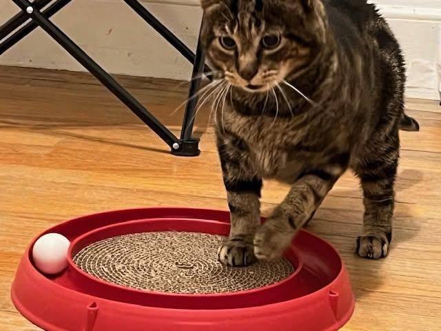 Enlarge Pistachio, a ADOPTABLE Domestic Short Hair in Roslindale, MA image 3/4