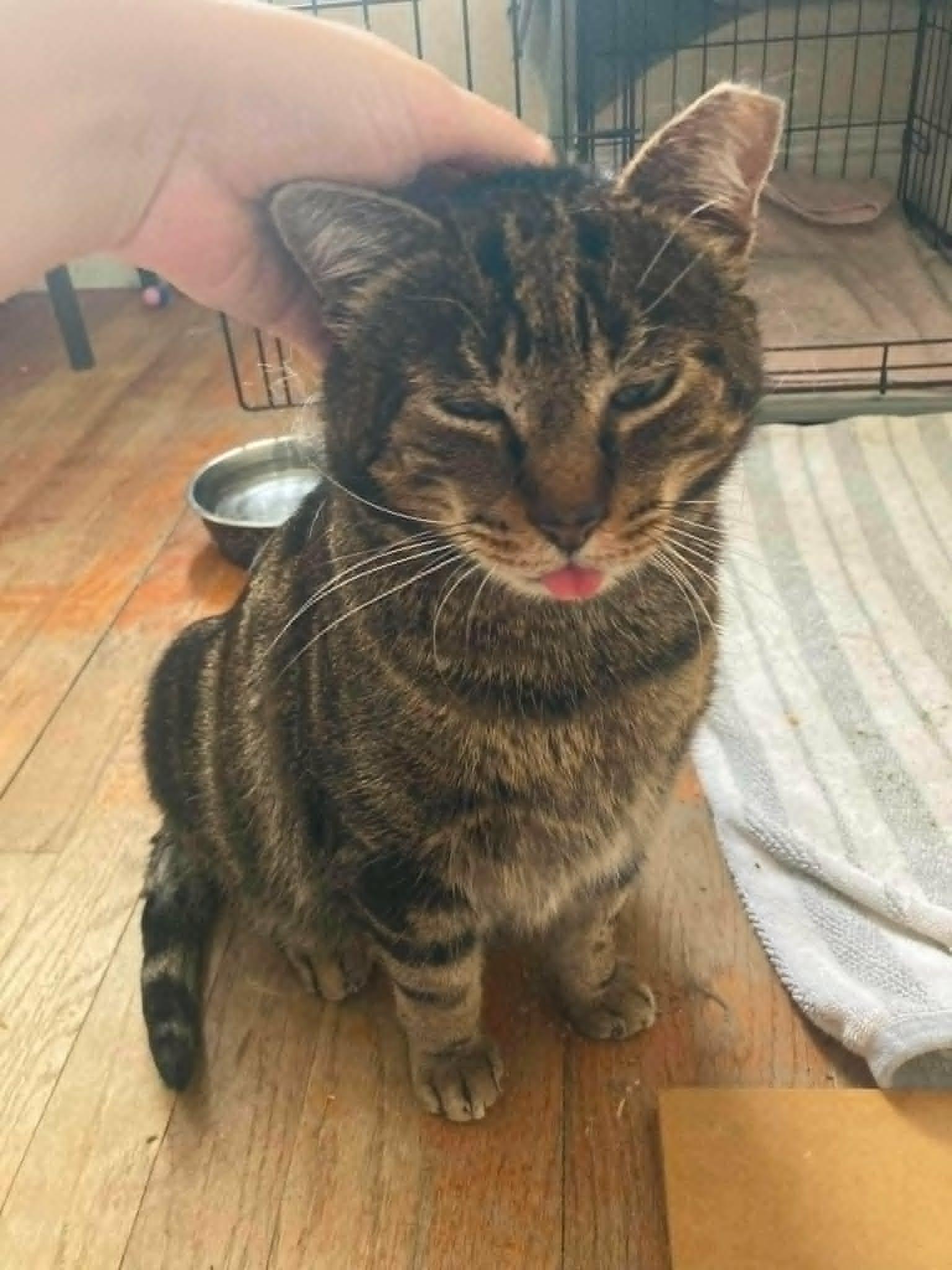 Enlarge Pistachio, a ADOPTABLE Domestic Short Hair in Roslindale, MA image 1/4