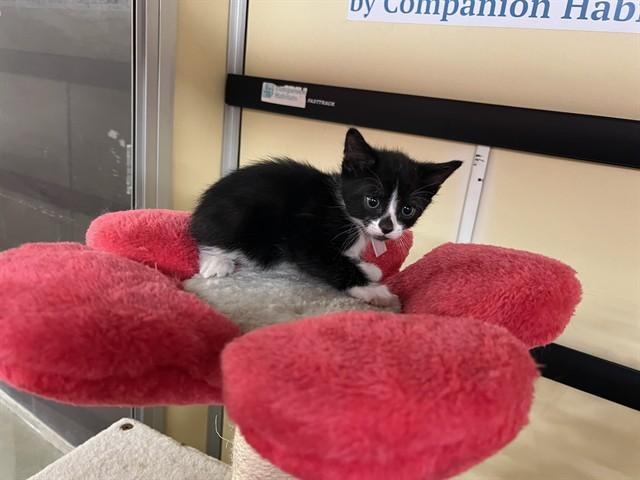 Enlarge TUESDAY, a Adoptable Domestic Short Hair in Lancaster, CA image 1/1