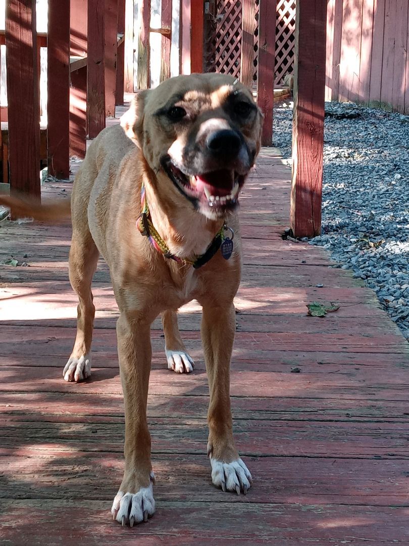 Enlarge Allie, a Adoptable mixed breed in Acworth, GA image 1/4