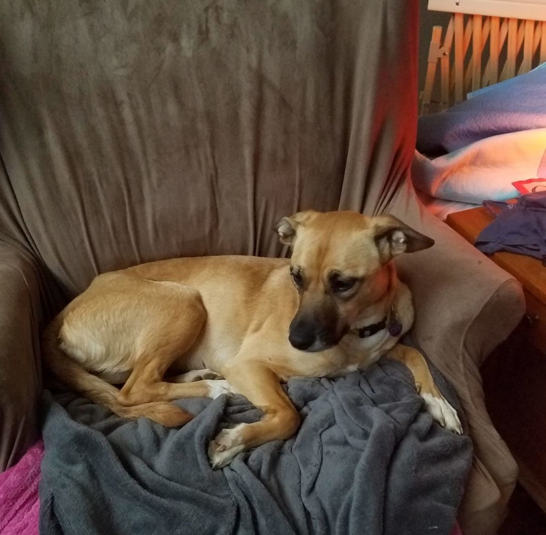 Enlarge Allie, a Adoptable mixed breed in Acworth, GA image 2/4