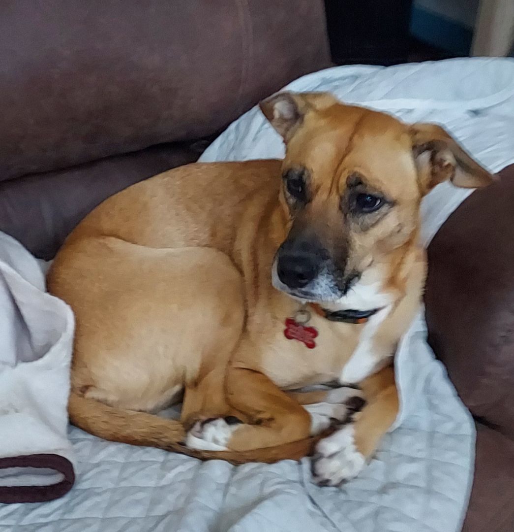 Enlarge Allie, a Adoptable mixed breed in Acworth, GA image 3/4