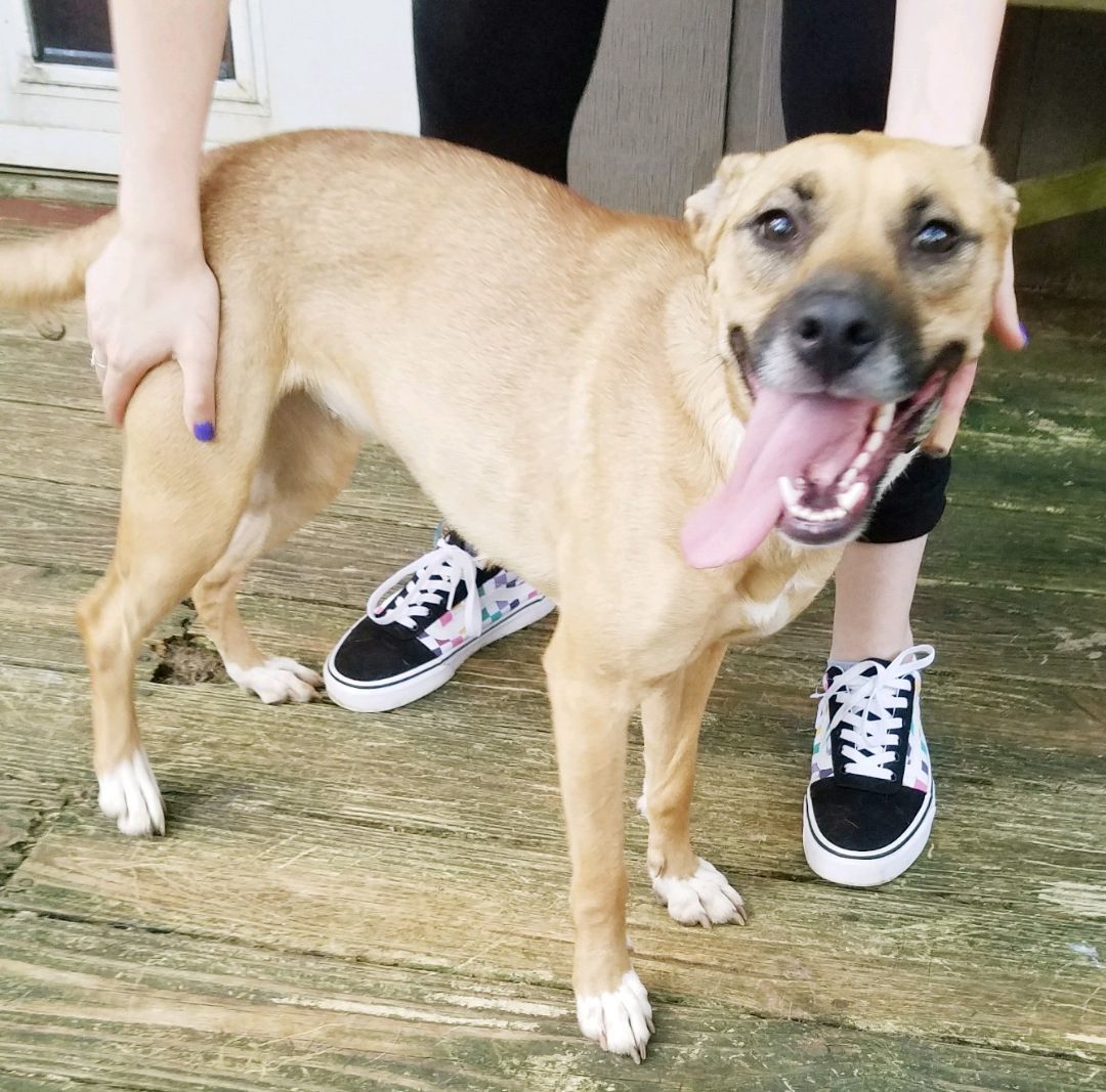 Enlarge Allie, a Adoptable mixed breed in Acworth, GA image 4/4