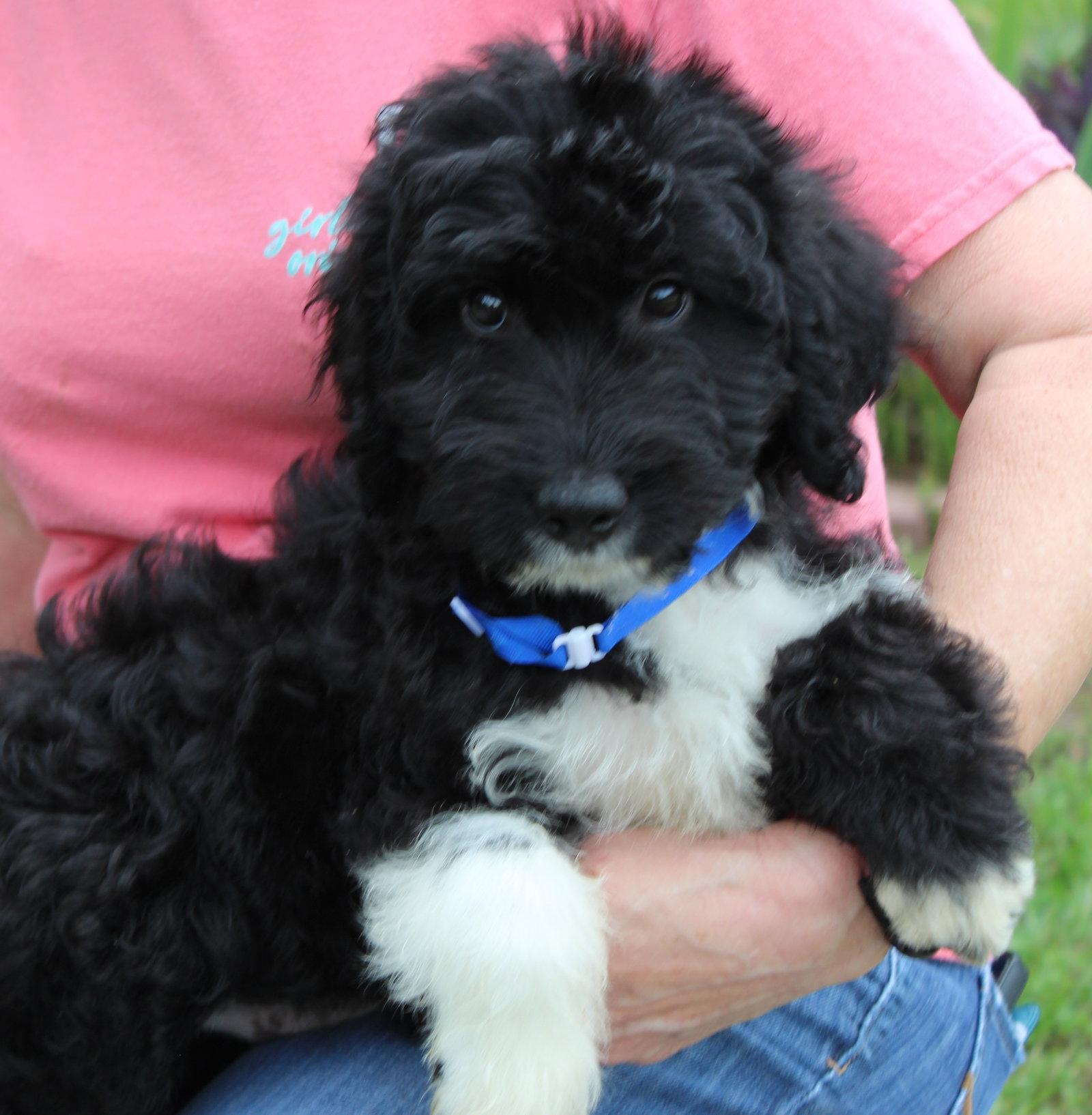 Ledger 43556, Adopted, Puppy Male Poodle & Labrador Retriever.