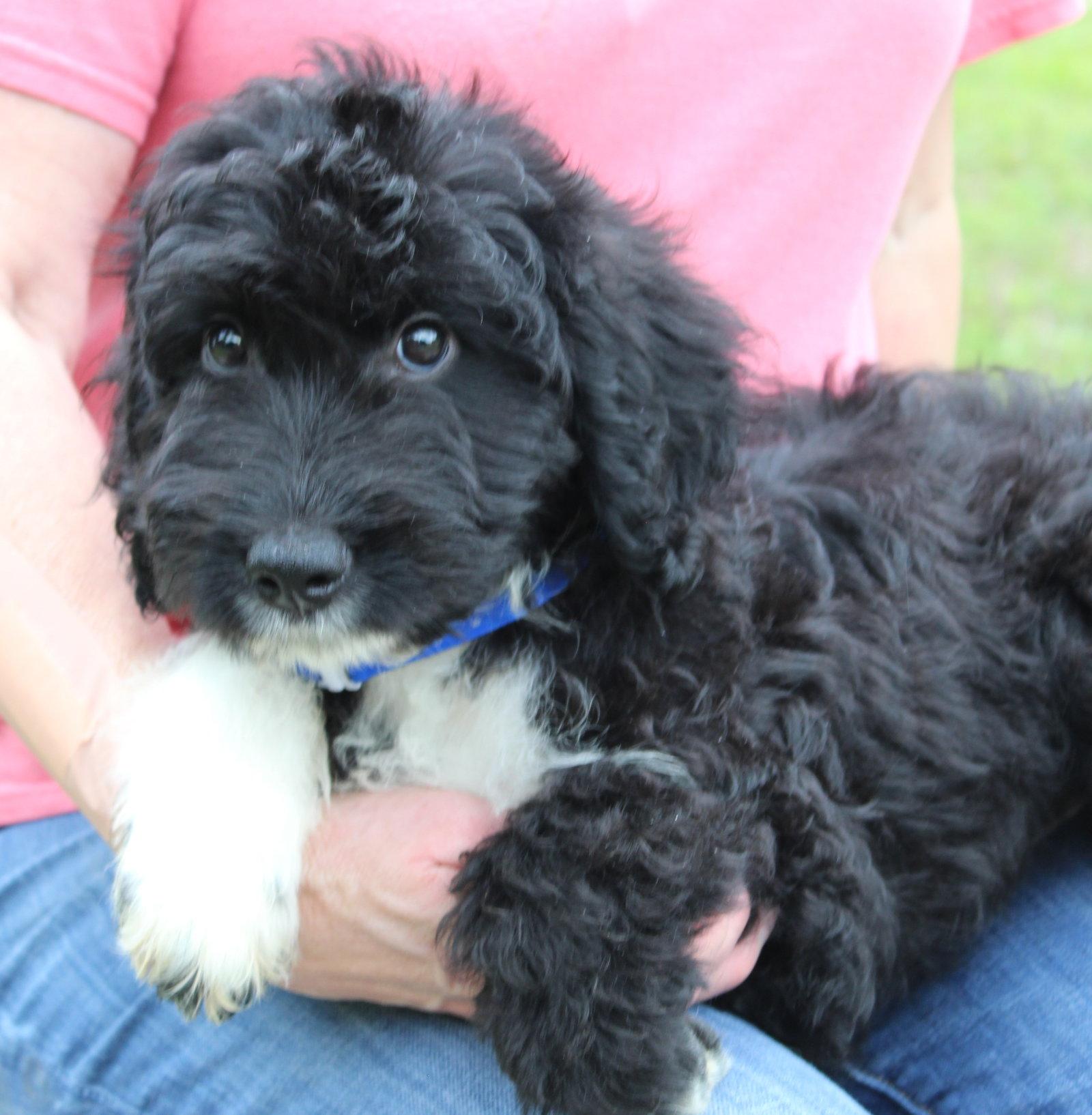 Ledger 43556, a Adopted mixed breed in Prattville, AL image 2/3