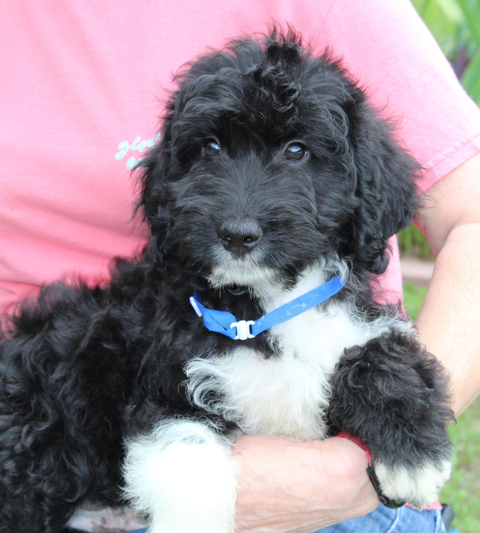 Ledger 43556, a Adopted mixed breed in Prattville, AL image 3/3