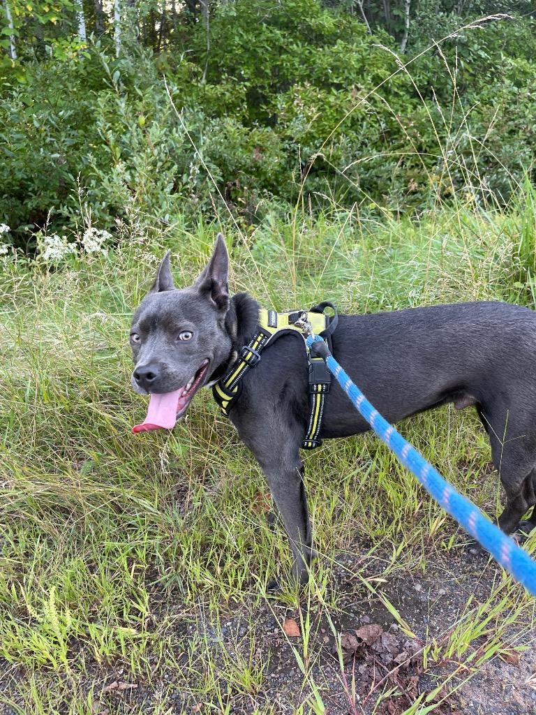 Archie, Adoptable, Young Male French Bulldog & Pit Bull Terrier.