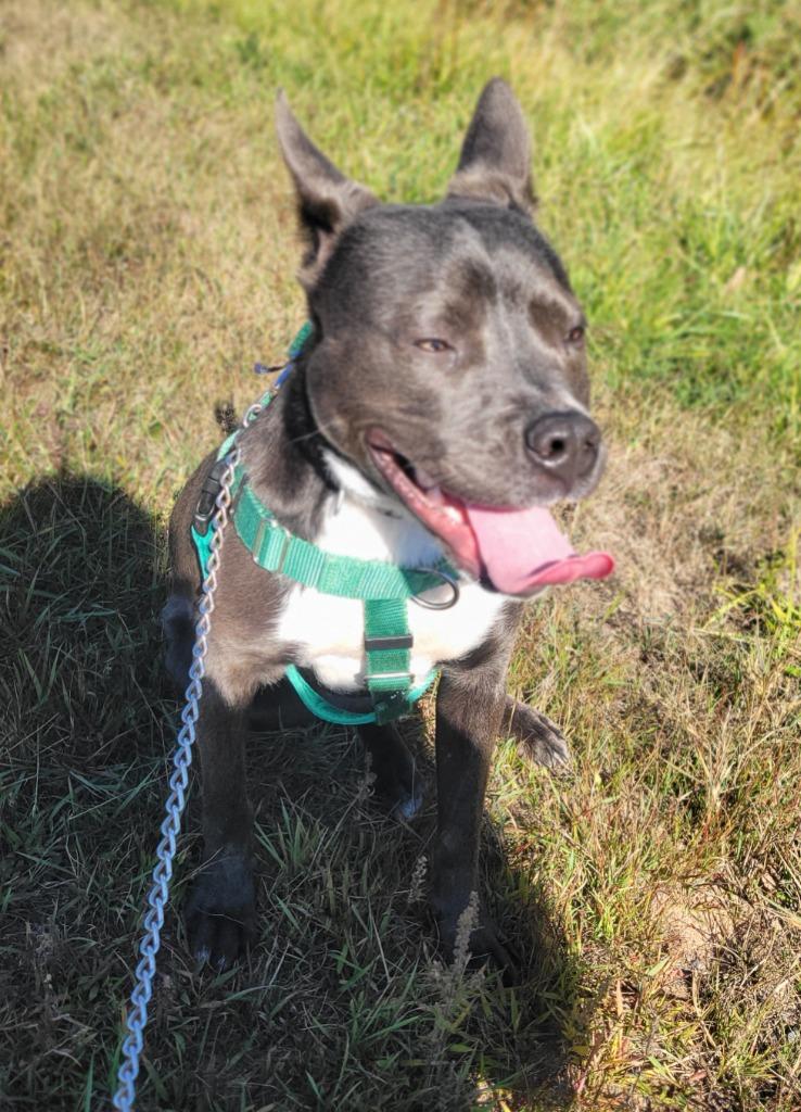 Enlarge Archie, a Adoptable mixed breed in Ashland, WI image 2/4
