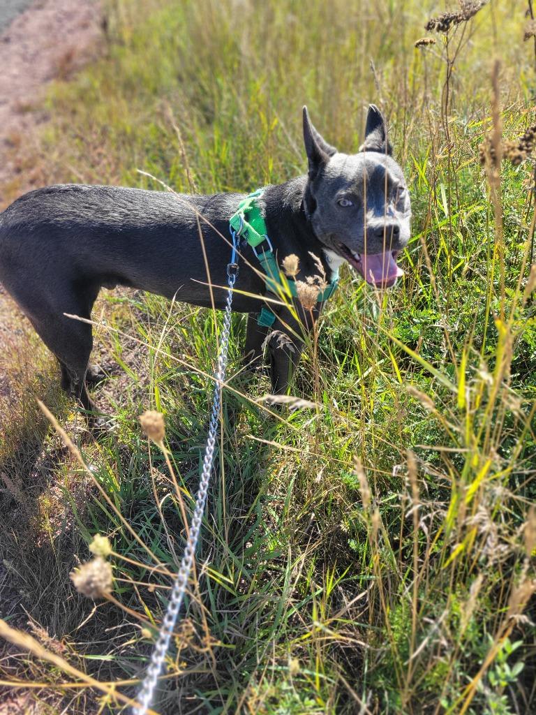 Enlarge Archie, a Adoptable mixed breed in Ashland, WI image 3/4