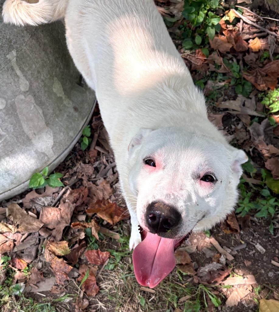 Enlarge Patricia, a Adoptable mixed breed in Greencastle, IN image 2/2