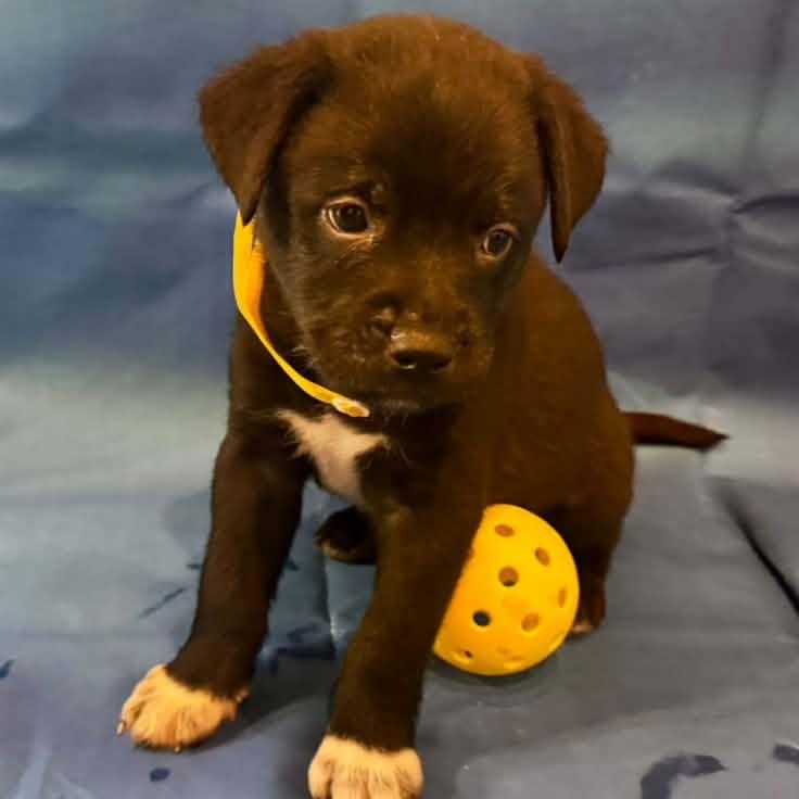 Enlarge Leslie Knope, a Adoptable Mixed Breed in Racine, WI image 2/3
