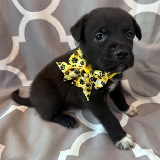 Enlarge Leslie Knope, a Adoptable Mixed Breed in Racine, WI image 3/3