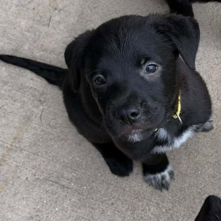 Leslie Knope, Adoptable, Young Female Mixed Breed.