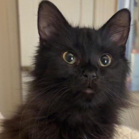 Enlarge Spooky, a ADOPTABLE Domestic Long Hair in Water Valley, MS image 1/1
