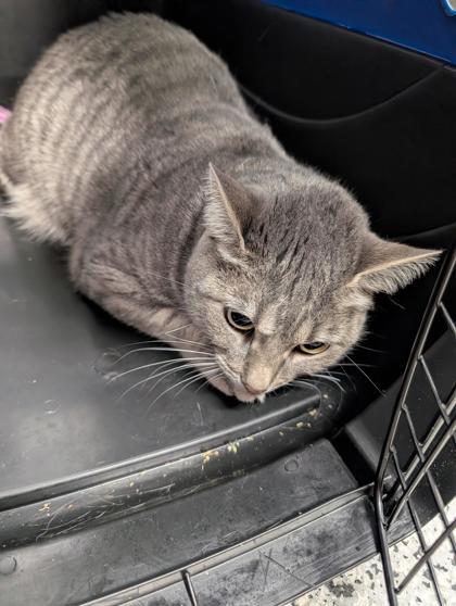 Beatrice — thumbnail 2