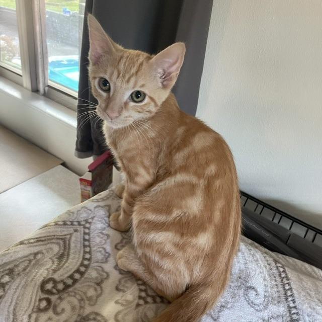 Enlarge Ron Weasley, a Adoptable mixed breed in Little Rock, AR image 1/1