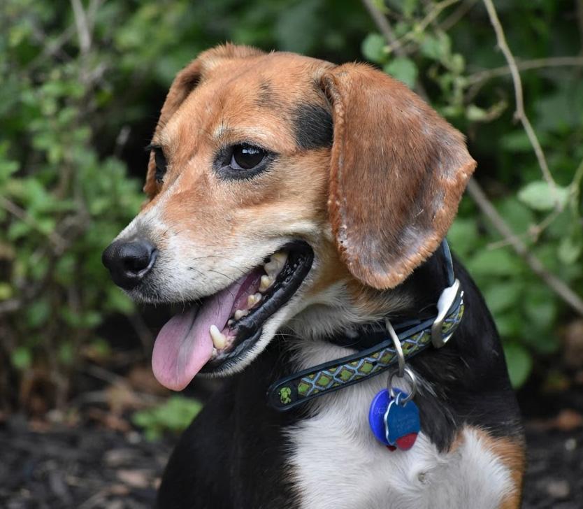 Dorthy Jane- Foster to Adopt, Adoptable, Adult Female Beagle.