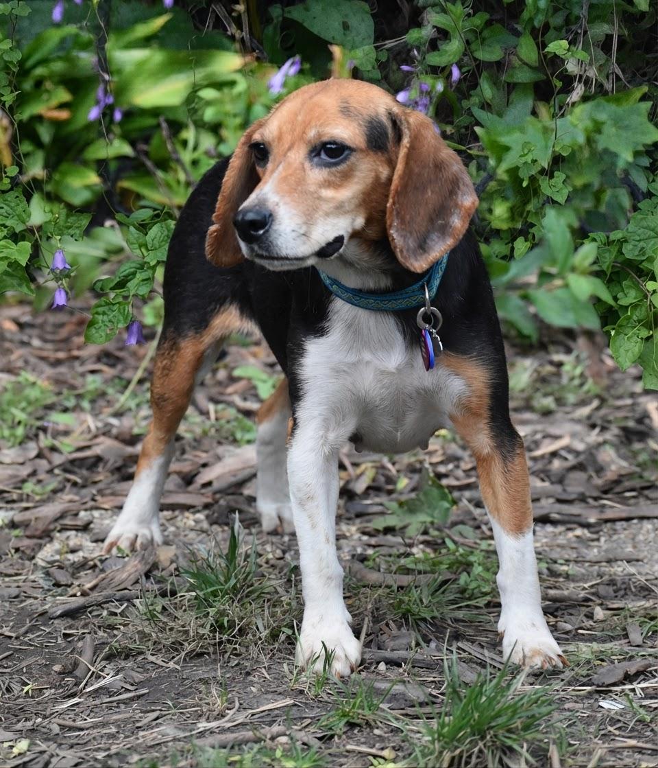 Enlarge Dorthy Jane- Foster to Adopt, a Adoptable Beagle in Wood Dale, IL image 5/5
