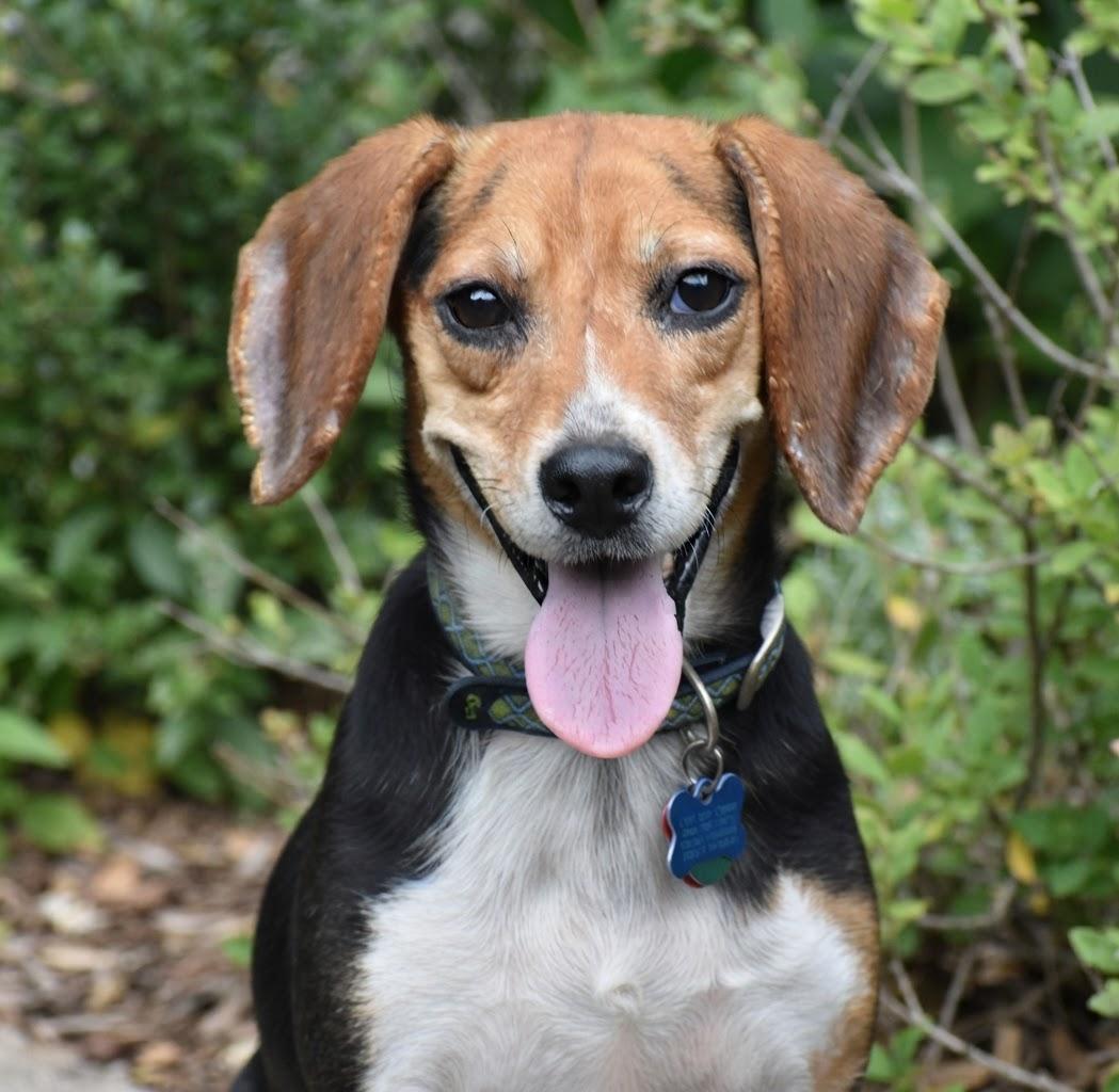 Enlarge Dorthy Jane- Foster to Adopt, a Adoptable Beagle in Wood Dale, IL image 4/5
